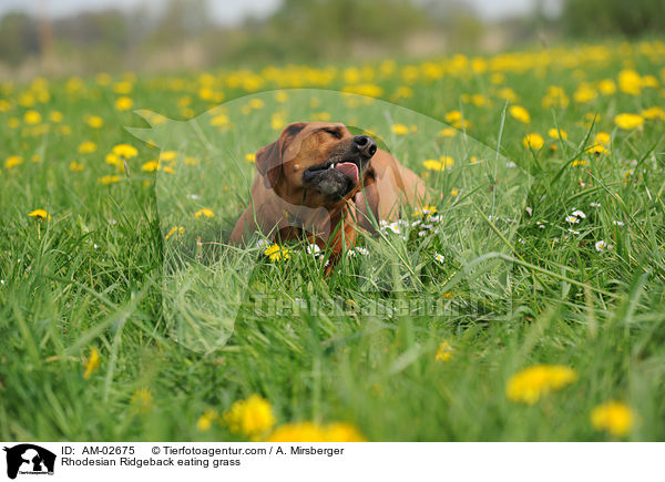 Rhodesian Ridgeback frisst Gras / Rhodesian Ridgeback eating grass / AM-02675