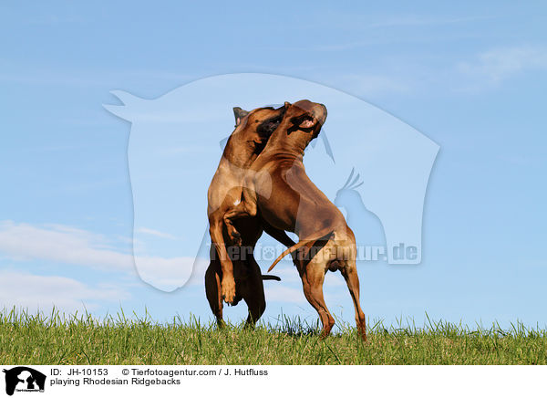 playing Rhodesian Ridgebacks / JH-10153