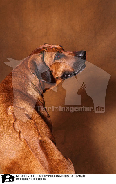 Rhodesian Ridgeback / Rhodesian Ridgeback / JH-10156