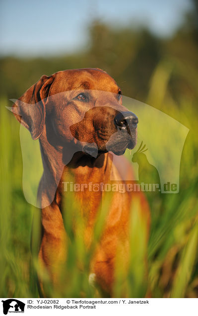Rhodesian Ridgeback Portrait / Rhodesian Ridgeback Portrait / YJ-02082
