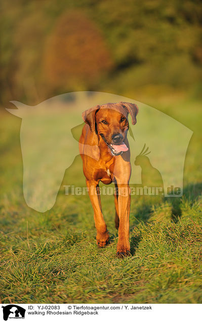 walking Rhodesian Ridgeback / YJ-02083