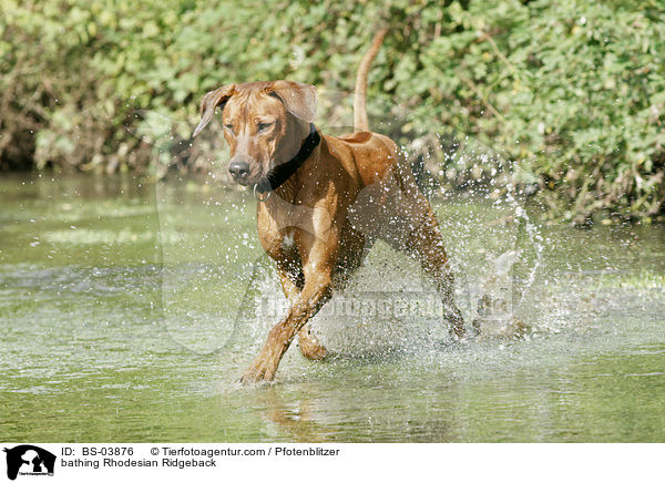 bathing Rhodesian Ridgeback / BS-03876