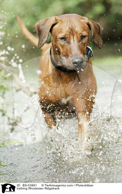 bathing Rhodesian Ridgeback / BS-03881