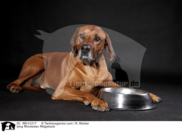 liegender Rhodesian Ridgeback / lying Rhodesian Ridgeback / RR-31217