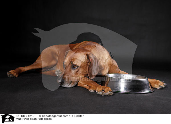 liegender Rhodesian Ridgeback / lying Rhodesian Ridgeback / RR-31219
