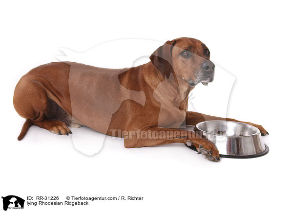 liegender Rhodesian Ridgeback / lying Rhodesian Ridgeback / RR-31226