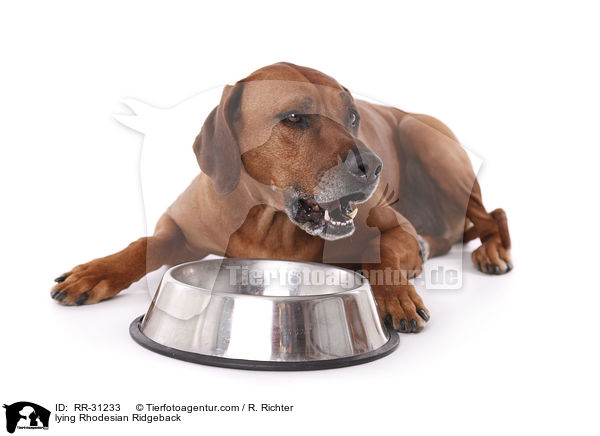 liegender Rhodesian Ridgeback / lying Rhodesian Ridgeback / RR-31233