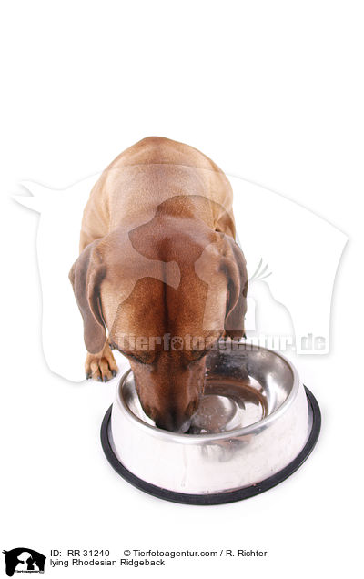 liegender Rhodesian Ridgeback / lying Rhodesian Ridgeback / RR-31240