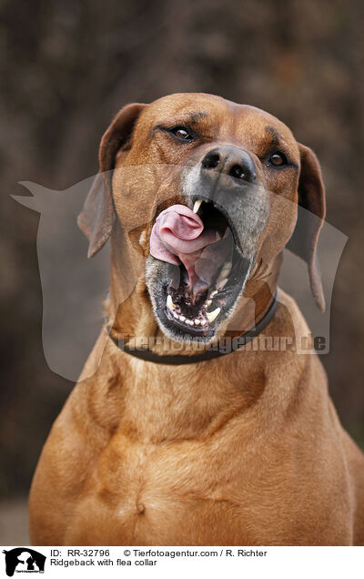Ridgeback mit Flohhalsband und Zeckenhalsband / Ridgeback with flea collar / RR-32796