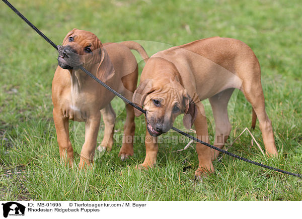 Rhodesian Ridgeback Puppies / MB-01695