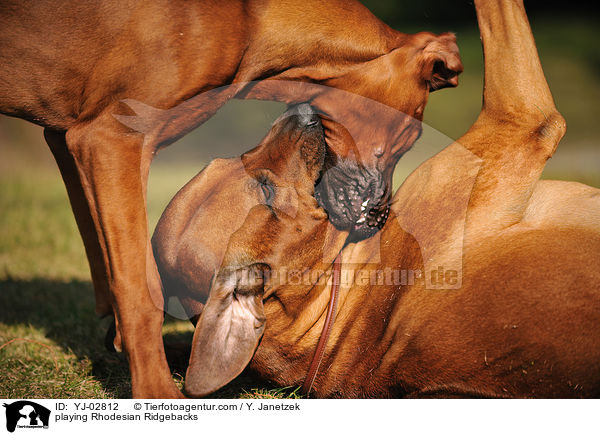 playing Rhodesian Ridgebacks / YJ-02812