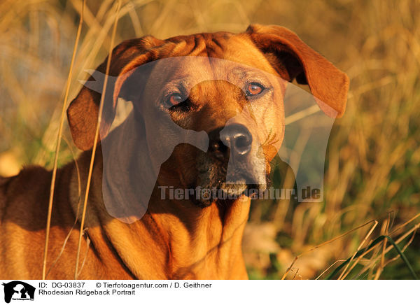 Rhodesian Ridgeback Portrait / Rhodesian Ridgeback Portrait / DG-03837
