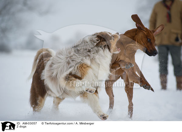 2 dogs / AM-03057
