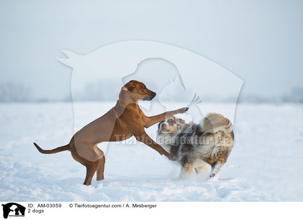 2 dogs / AM-03059