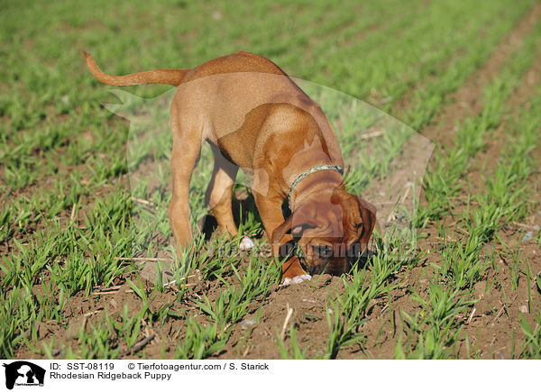 Rhodesian Ridgeback Welpe / Rhodesian Ridgeback Puppy / SST-08119