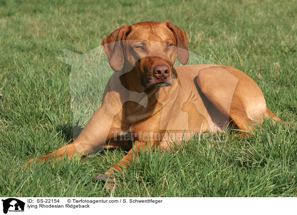 liegender Rhodesian Ridgeback / lying Rhodesian Ridgeback / SS-22154