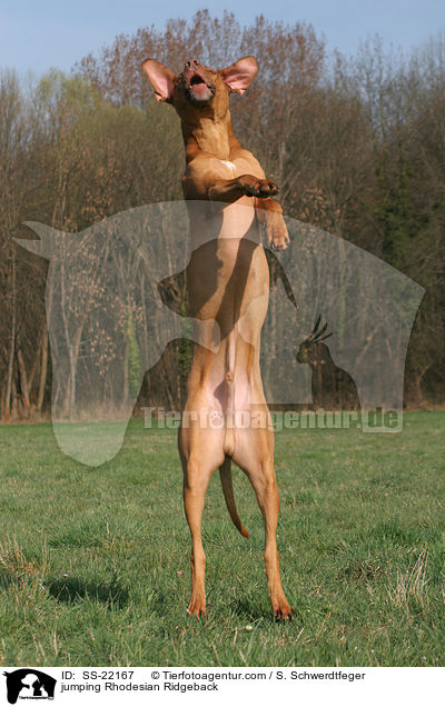 jumping Rhodesian Ridgeback / SS-22167