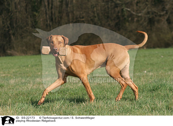 spielender Rhodesian Ridgeback / playing Rhodesian Ridgeback / SS-22173