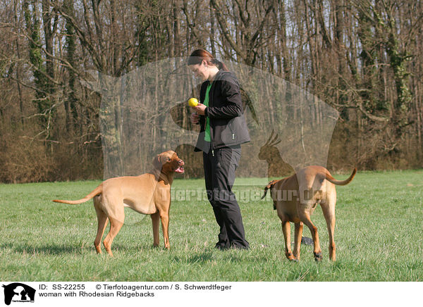 Frau mit Rhodesian Ridgebacks / woman with Rhodesian Ridgebacks / SS-22255