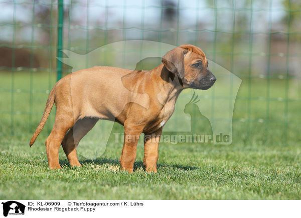 Rhodesian Ridgeback Welpe / Rhodesian Ridgeback Puppy / KL-06909