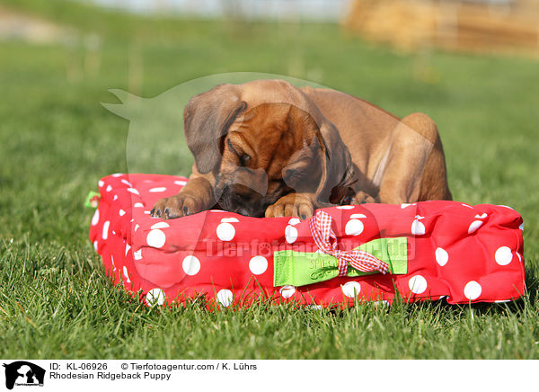 Rhodesian Ridgeback Welpe / Rhodesian Ridgeback Puppy / KL-06926