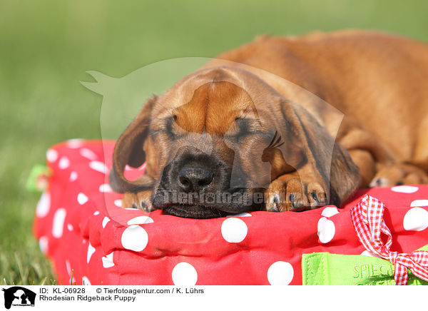 Rhodesian Ridgeback Welpe / Rhodesian Ridgeback Puppy / KL-06928