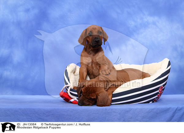 Rhodesian Ridgeback Welpen / Rhodesian Ridgeback Puppies / JH-13064