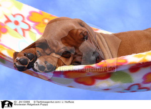 Rhodesian Ridgeback Welpe / Rhodesian Ridgeback Puppy / JH-13066