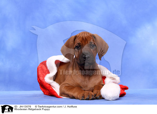 Rhodesian Ridgeback Welpe / Rhodesian Ridgeback Puppy / JH-13076