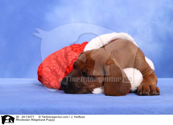 Rhodesian Ridgeback Welpe / Rhodesian Ridgeback Puppy / JH-13077