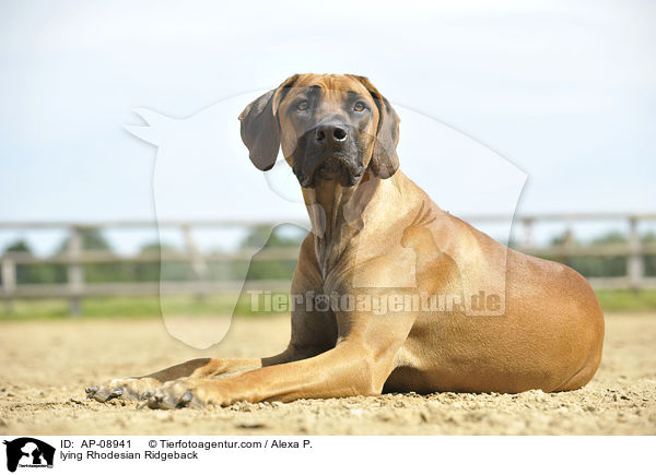 liegender Rhodesian Ridgeback / lying Rhodesian Ridgeback / AP-08941