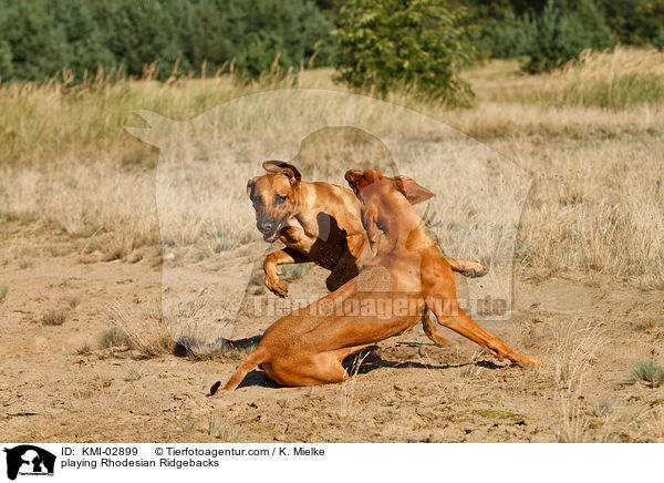 playing Rhodesian Ridgebacks / KMI-02899