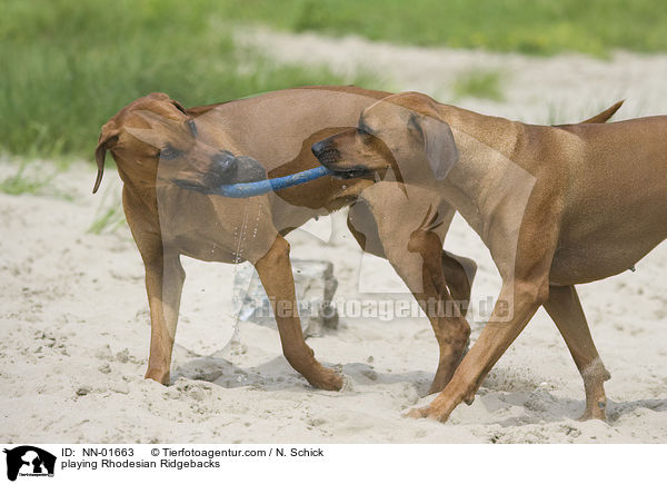 playing Rhodesian Ridgebacks / NN-01663