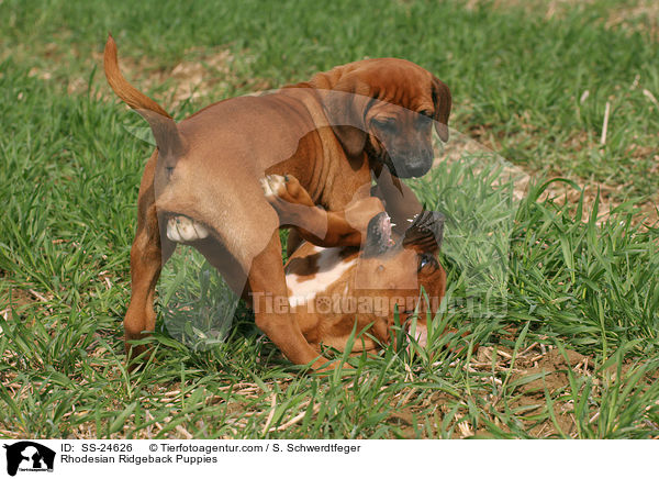 Rhodesian Ridgeback Puppies / SS-24626