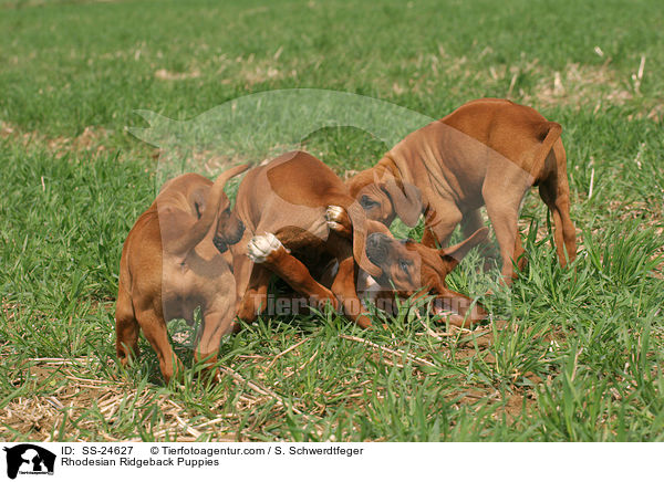 Rhodesian Ridgeback Puppies / SS-24627