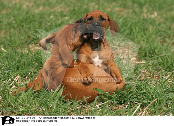 Rhodesian Ridgeback Puppies / SS-24630
