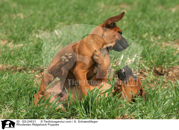 Rhodesian Ridgeback Puppies / SS-24631