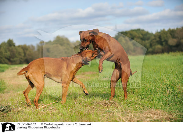 playing Rhodesian Ridgebacks / YJ-04167