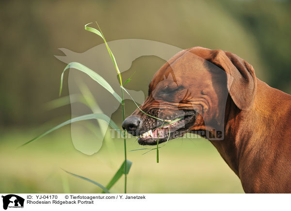 Rhodesian Ridgeback Portrait / Rhodesian Ridgeback Portrait / YJ-04170