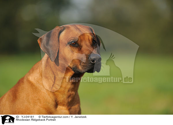 Rhodesian Ridgeback Portrait / YJ-04181