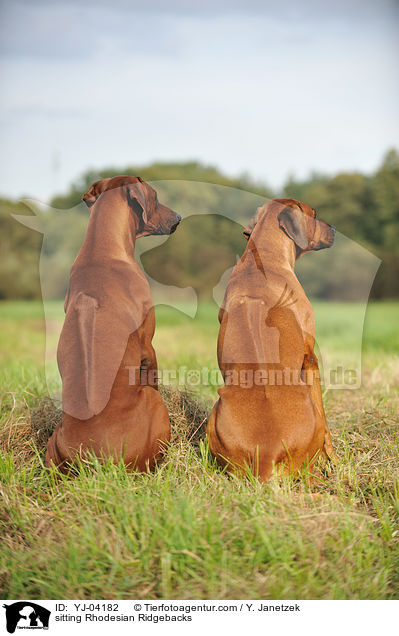 sitzende Rhodesian Ridgebacks / sitting Rhodesian Ridgebacks / YJ-04182