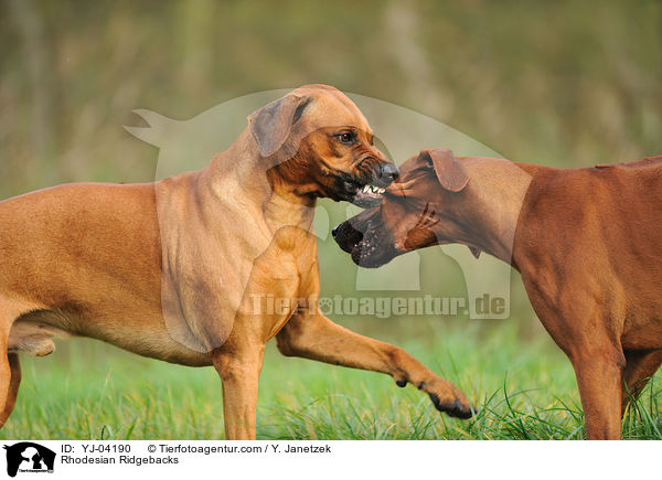 Rhodesian Ridgebacks / Rhodesian Ridgebacks / YJ-04190