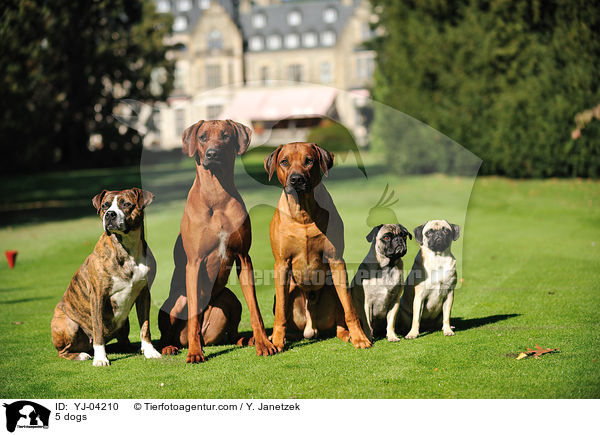 5 Hunde / 5 dogs / YJ-04210