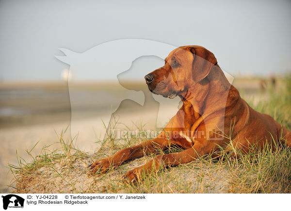liegender Rhodesian Ridgeback / lying Rhodesian Ridgeback / YJ-04228