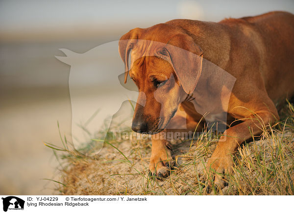 liegender Rhodesian Ridgeback / lying Rhodesian Ridgeback / YJ-04229