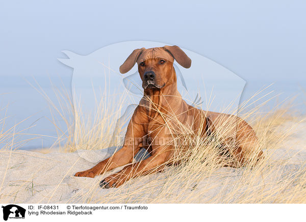 liegender Rhodesian Ridgeback / lying Rhodesian Ridgeback / IF-08431