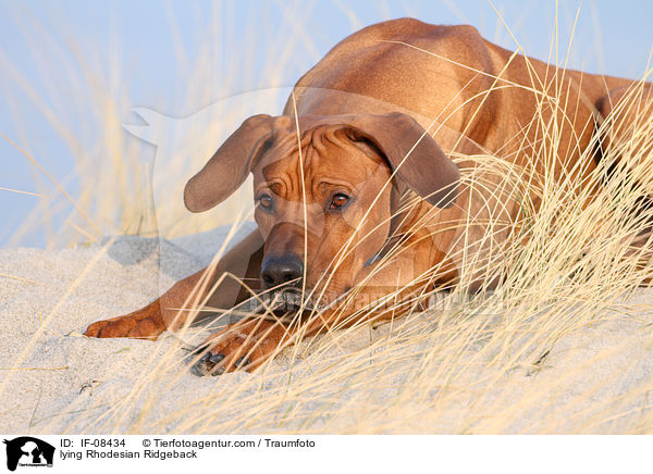 liegender Rhodesian Ridgeback / lying Rhodesian Ridgeback / IF-08434