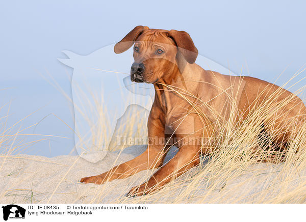 liegender Rhodesian Ridgeback / lying Rhodesian Ridgeback / IF-08435