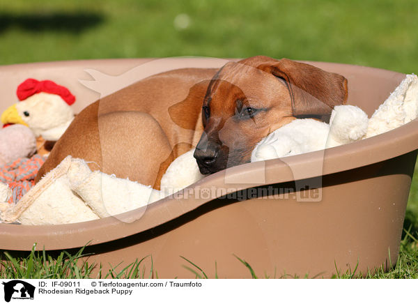 Rhodesian Ridgeback Welpe / Rhodesian Ridgeback Puppy / IF-09011
