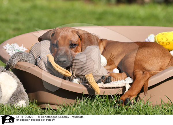 Rhodesian Ridgeback Welpe / Rhodesian Ridgeback Puppy / IF-09023